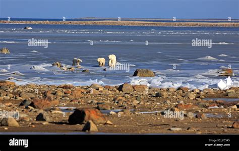 Una Familia De Osos Polares En El Hielo De La Bah A De Hudson