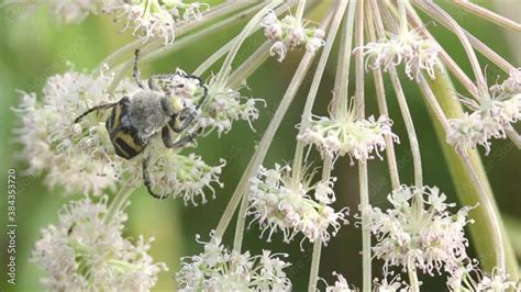 Macro Of An Eurasian Bee Beetle Trichius Fasciatus Pollinating White