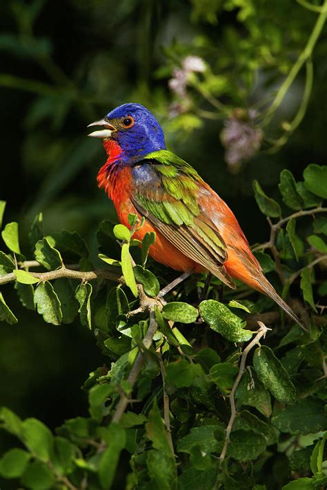 Painted Bunting Passerina Ciris Male Photograph By Danita Delimont