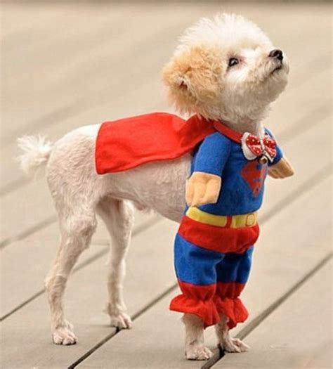 25 Adorable Pet Costumes - Kids Kubby