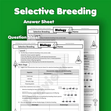 Selective Breeding Home Learning Worksheet Gcse Rocketsheets Co Uk