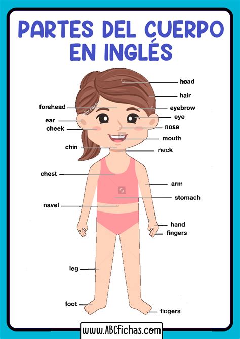 Partes Del Cuerpo En Ingles Partes Del Cuerpo En Ingles Inglés Para