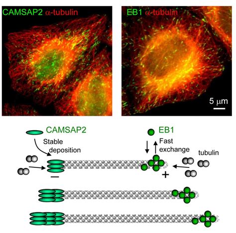 Control Of Microtubule Organization And Dynamics Two Ends In The