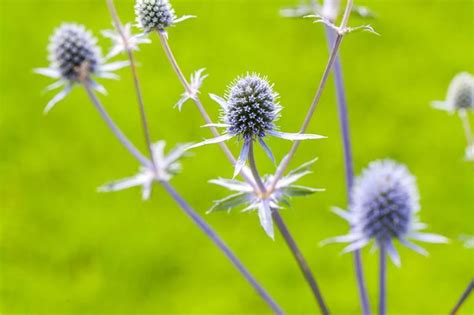 Flachbl Ttriger Mannstreu Online Kaufen Bei Olerum