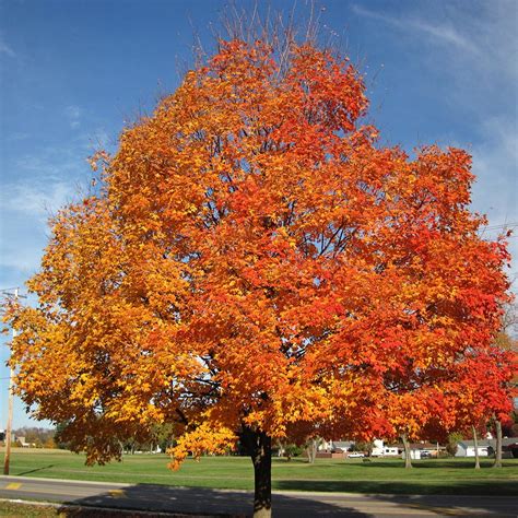 Sugar Maple Tree Images