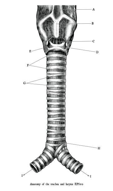 Epiglottis Drawing Illustrations Royalty Free Vector Graphics And Clip