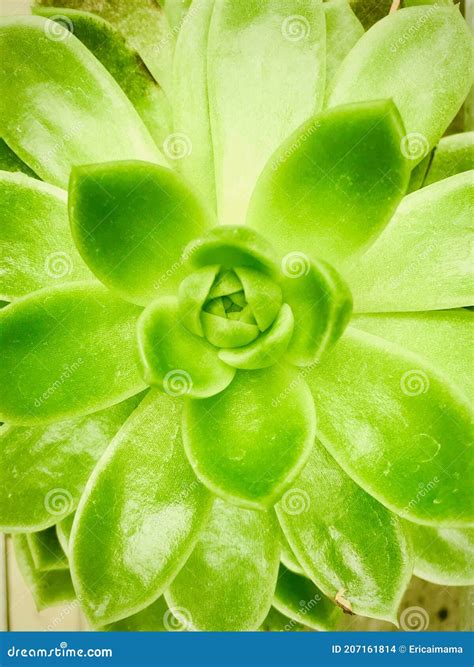 Succulent Green Tropical Plant Close Up View Stock Photo Image Of