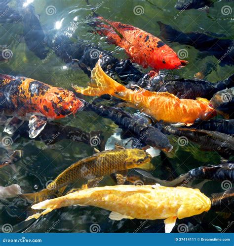 Koi Fische Im Teich Stockbild Bild Von Unterschiedlich