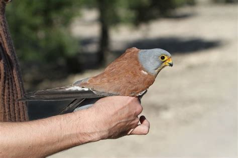 Lesser kestrel - Alchetron, The Free Social Encyclopedia