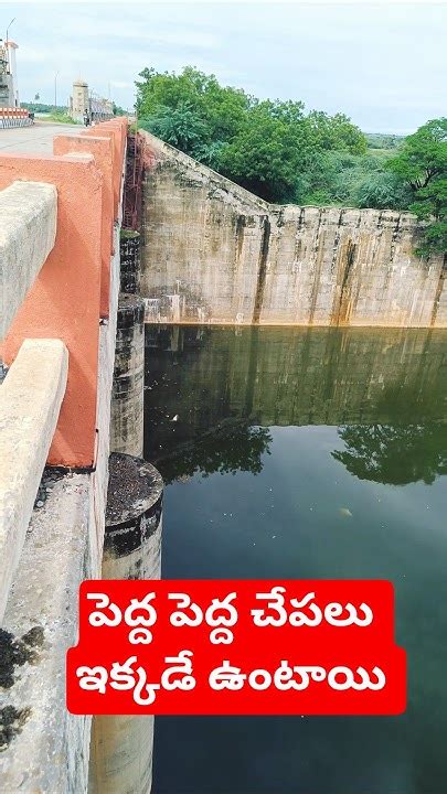 nellore somasila project rallapadu reservoir