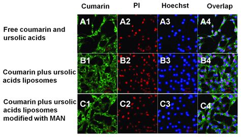 Cellular Uptake And Distribution In The C Glioma Stem Cells Images