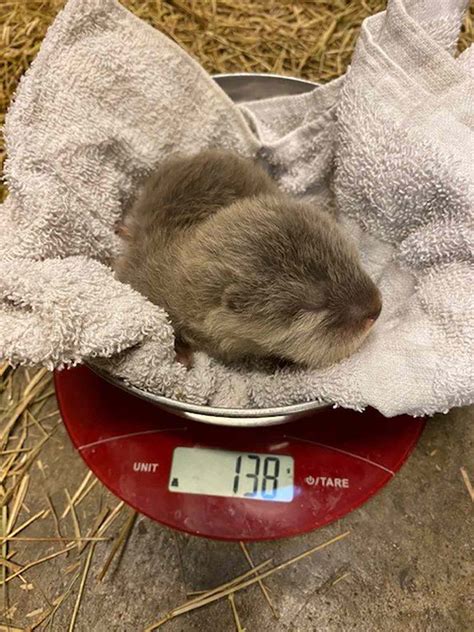 Asian Otter Pups Born at Florida Jacksonville Zoo