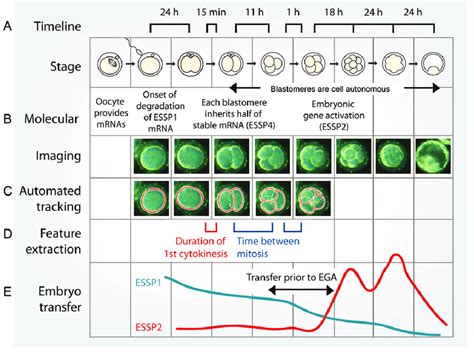 Mouse Embryo Development Timeline