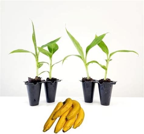 Amazon Musa Basjoo Banana Tree Hardy Banana Tree In Inch Pots