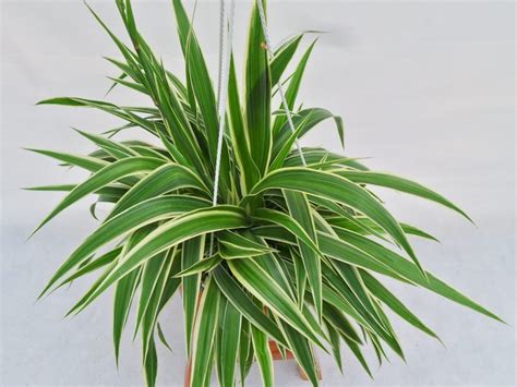 Spider Plant – www.daun.com.my