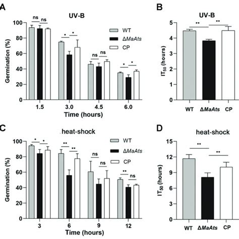 The Deletion Of Maats Diminished The Uv B Irradiation And Heat Shock