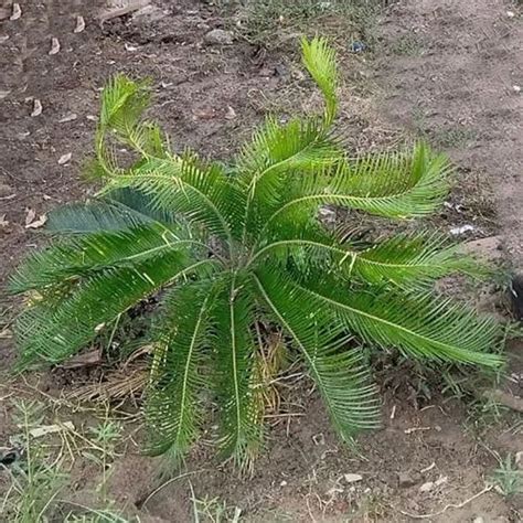 Full Sun Exposure Green Dwarf Hybrid Coconut Plant For Outdoor