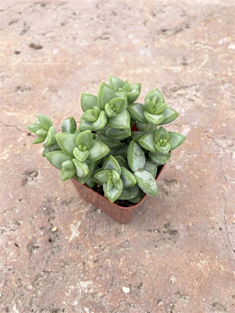 2 Crassula Rupestris Variegata Rosary Vine Store Terra Sol Garden Center