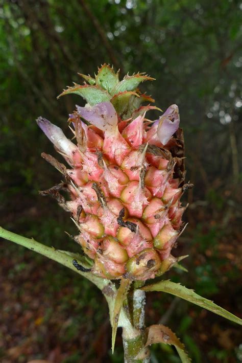 Ananas Comosus L Merr Plants Of The World Online Kew Science