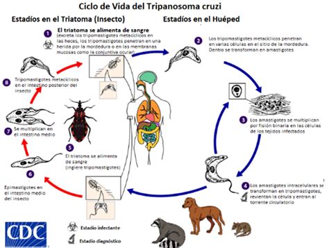 Transmisi N Del Par Sito Esta Se Da De Formas Principalmente