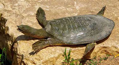 How Fast Are Turtles A Turtle That Can Reach 150 Mph