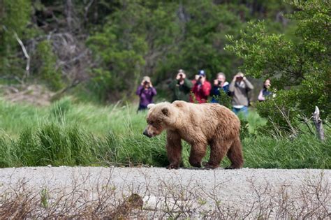 Coastal Brown Bears of Katmai National Park, Alaska [pics] - Matador Network