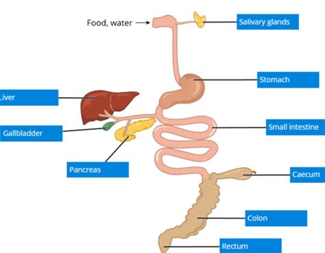 Ds1 6 Digestive System Flashcards Quizlet