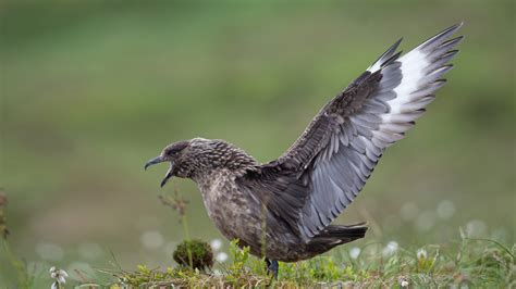 Great Skua | Audubon Field Guide