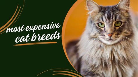 Top 10 Most Expensive Cats In Whole World YouTube