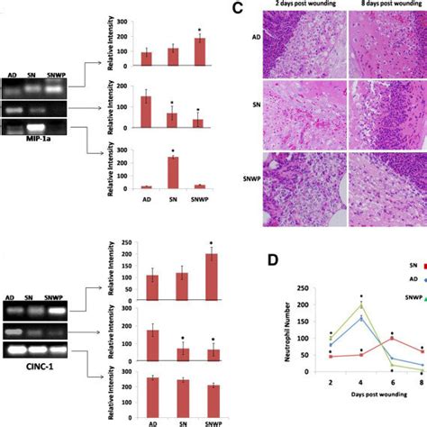 Neutrophil chemoattractants and wound infiltration MIP 1α A and