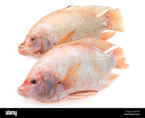 Pesce Tilapia Immagini E Fotografie Stock Ad Alta Risoluzione Alamy