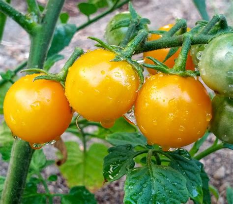 Cherry Tomato Plant Yellow Flowers - Garden Plant