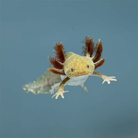 Copper Axolotl | Axolotls For Sale | Axolotl Planet