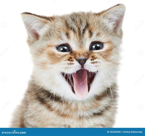 British Shorthair Kitten Cat Head Stock Photo Image 36256690