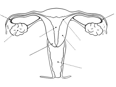 Dibujos De Aparato Reproductor Femenino Imprimible Gratis Para Colorear