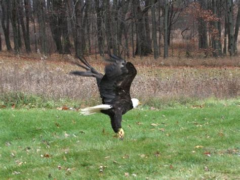 Wounded Eagle Released Back To Wild