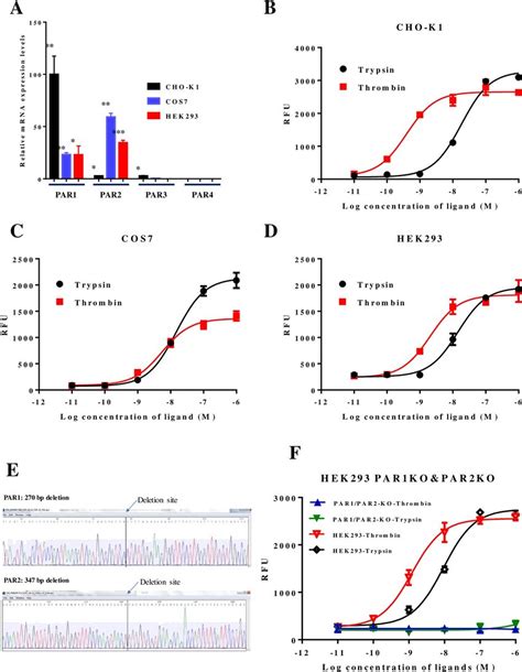 Cho K Cos And Hek Cells Express Par And Par Receptors A