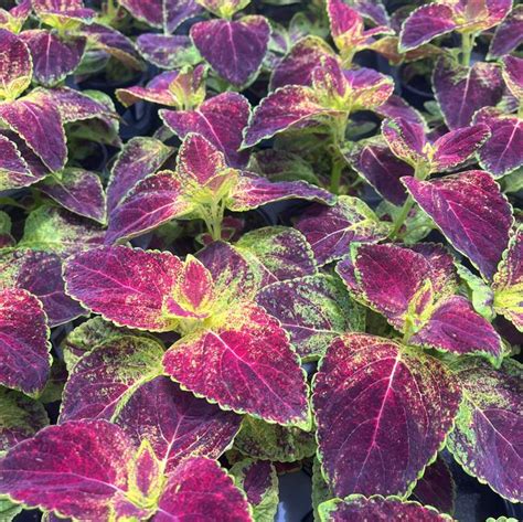 Coleus Coleus Dipt In Wine From American Farms