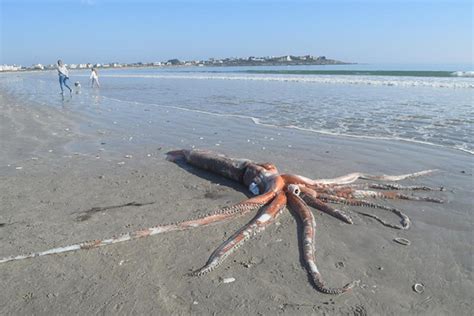 Giant Squid Weighing Over 700 Pounds Washes Up On Beach Newsweek