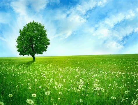 HD wallpaper: Landscape, Green tree, 4K, plant, beauty in nature, field, sky | Wallpaper Flare