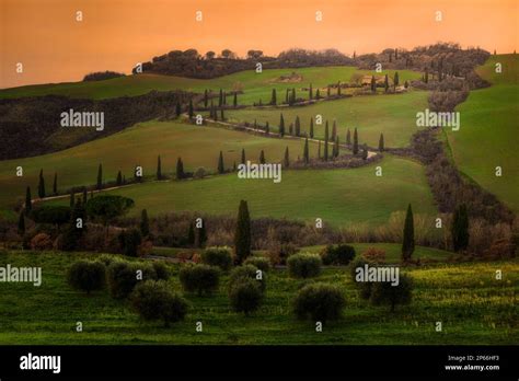 Cypress Road La Foce Val D Orcia Tuscany Italy Stock Photo Alamy