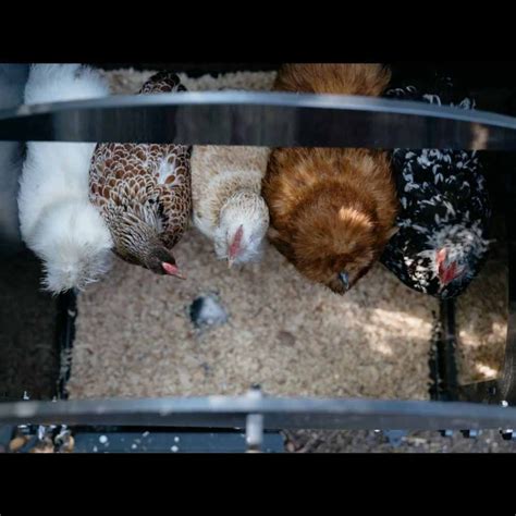 Poulailler recyclé avec pieds pour 3 à 5 poules petit modèle NESTERA