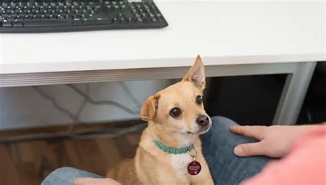 Hunde im Büro HundeNachrichten