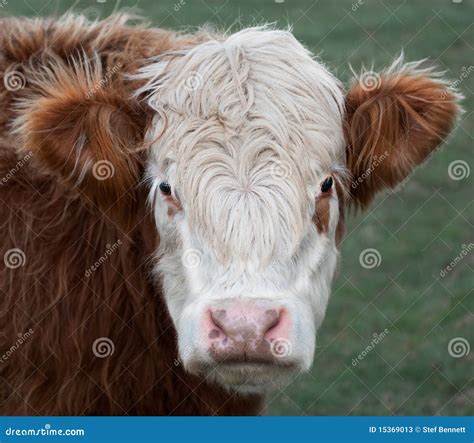 Cow, Brown & White Stock Photos - Image: 15369013