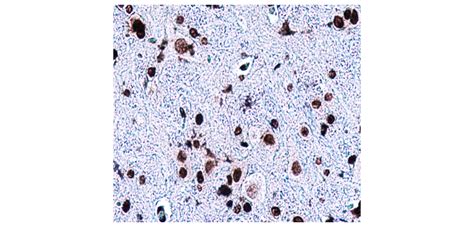 CD133 Prominin 1 Antibody Intracellular Domain IR30 79 IReal