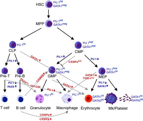 Transcriptional And Microenvironmental Regulation Of Lineage Ambiguity