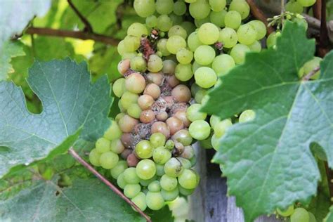 Grape Vine Diseases: How to Identify and Treat the 5 Most Common ...