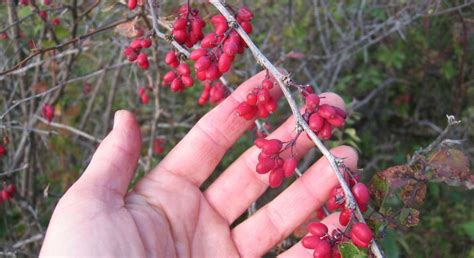 Cueillette Et Cuisine De Plantes Sauvages En Valromey Retord Haut