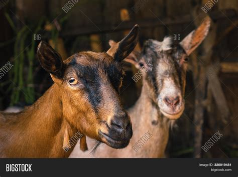 Close Goat Stable Image Photo Free Trial Bigstock