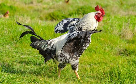 Alektorophobia Fear Of Chickens Is Surprisingly Common Modern Farmer